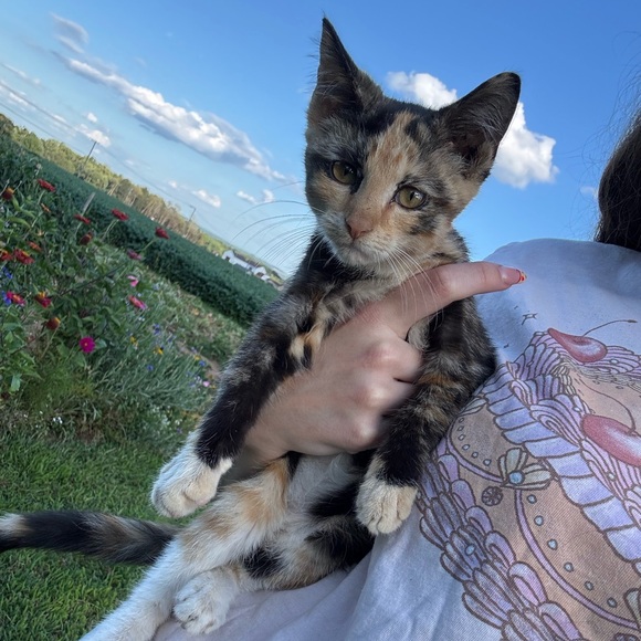 Meet your Posher, Sasha - Picture 1 of 1